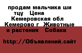 продам мальчика ши-тцу › Цена ­ 5 000 - Кемеровская обл., Кемерово г. Животные и растения » Собаки   